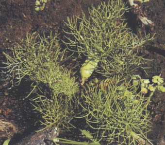 Ceratopteris pteridoides